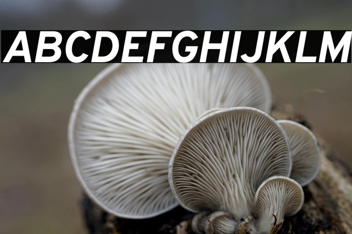 Overpass ExtraBold Italic Example 1