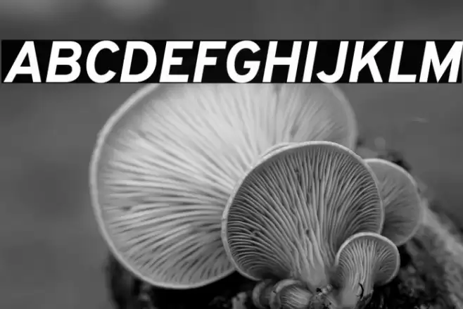 Overpass ExtraBold Italic Font examples