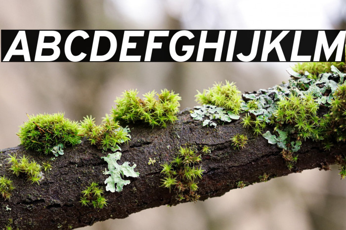 Overpass ExtraBold Italic Example 3