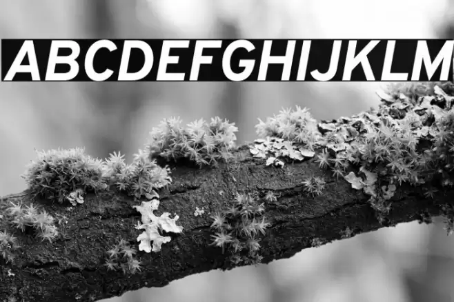 Overpass ExtraBold Italic Font examples