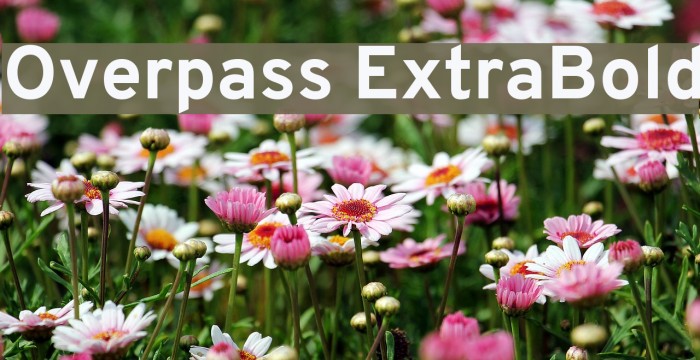Overpass ExtraBold Font examples