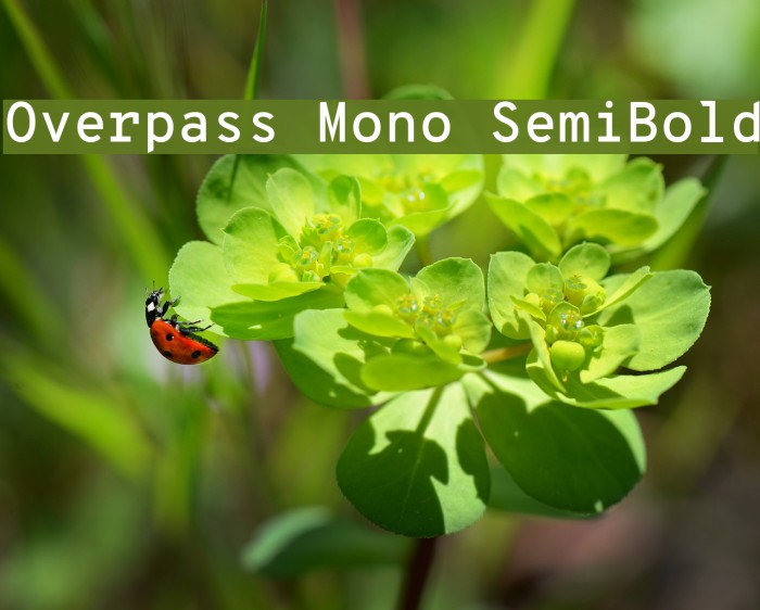 Overpass Mono SemiBold Font examples