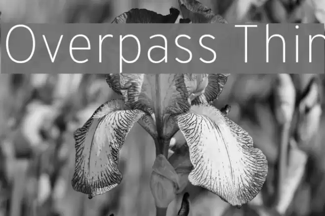 Overpass Thin Font examples