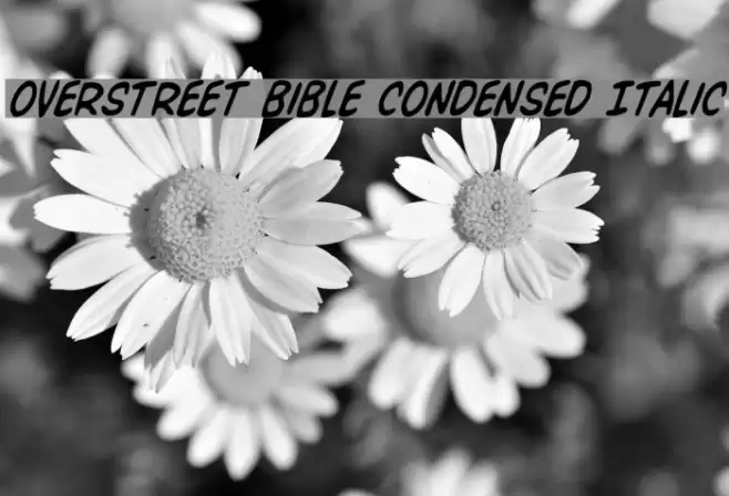 Overstreet Bible Condensed Italic Font examples