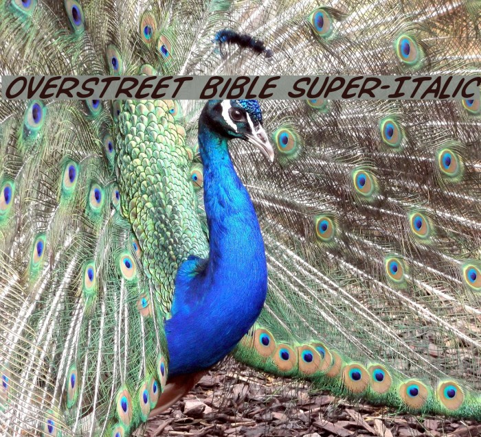 Overstreet Bible Super-Italic Font examples