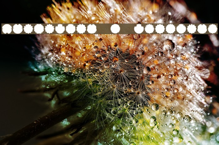 Ovulution I Membrane Example 2