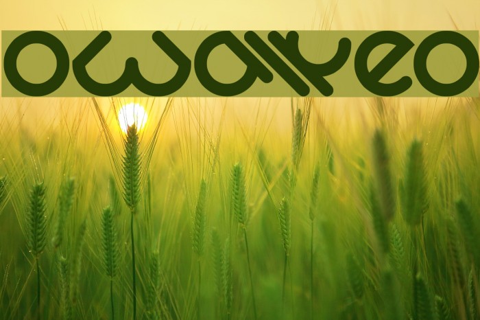OwaikeO Font examples