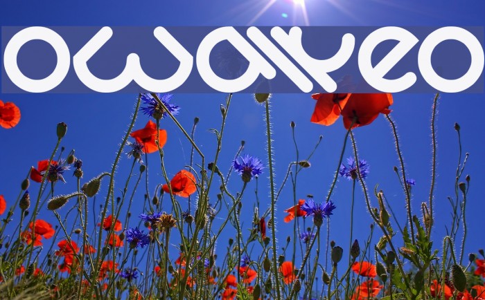 OwaikeO Font examples