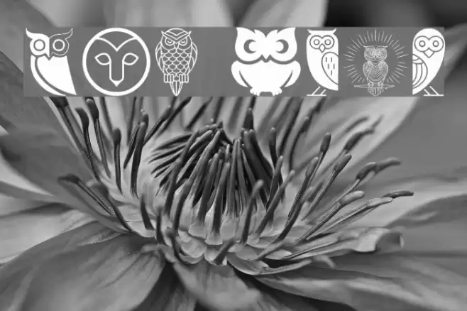Owl Font examples
