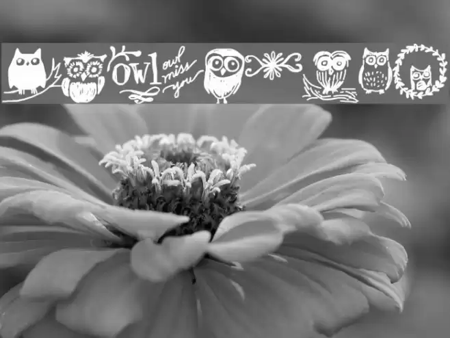 Owlmazing Font examples