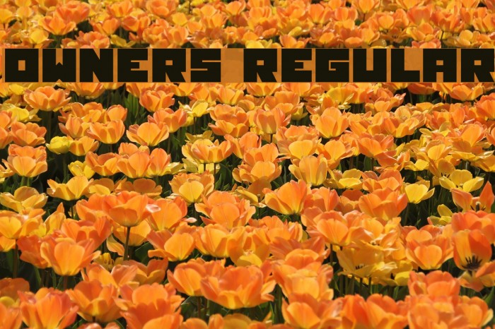 Owners Regular Example 2