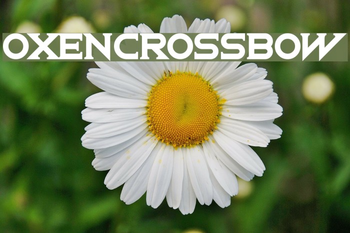 OxenCrossbow Example 2