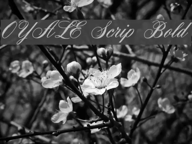 OYALE Scrip Bold Font examples