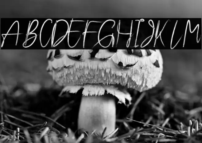 Oyange Font examples