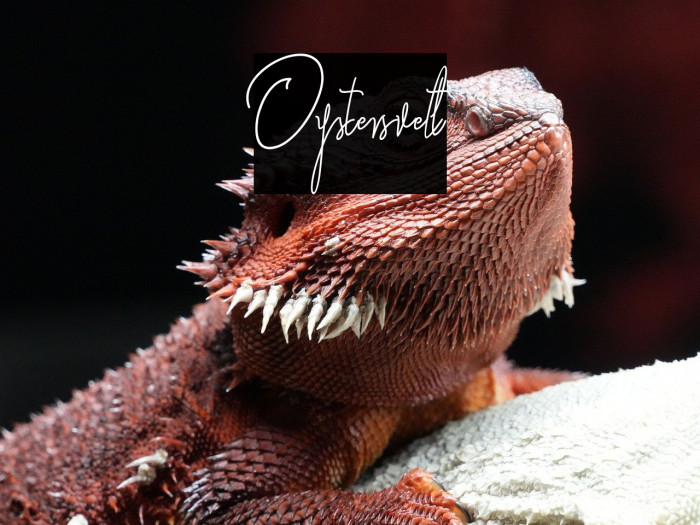 Oystersvelt Example 2