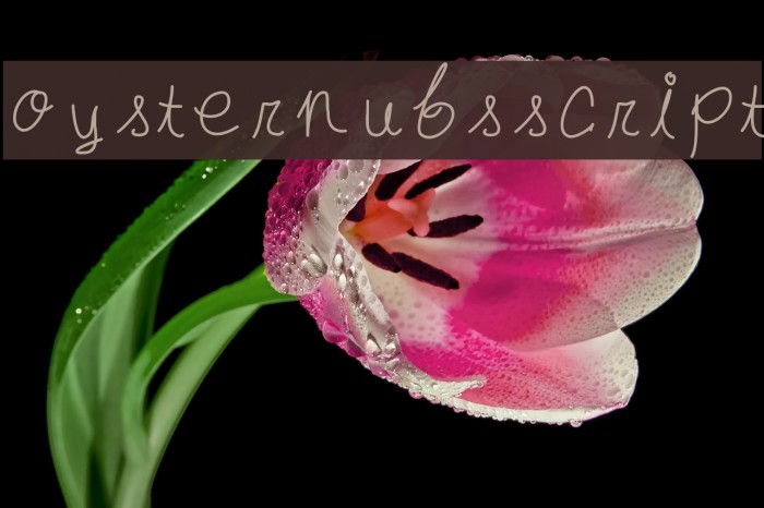 oysternubsscript Example 1