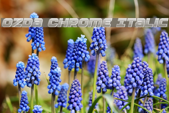 Ozda Chrome Italic Example 1