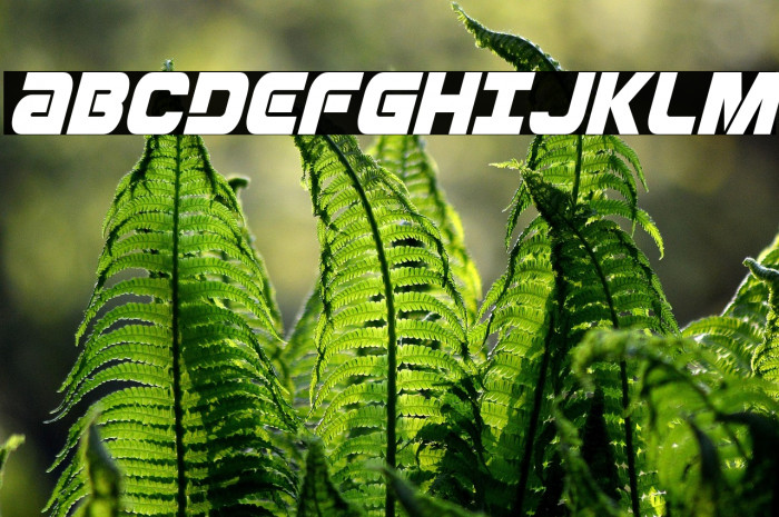 Ozda Condensed Italic Example 3