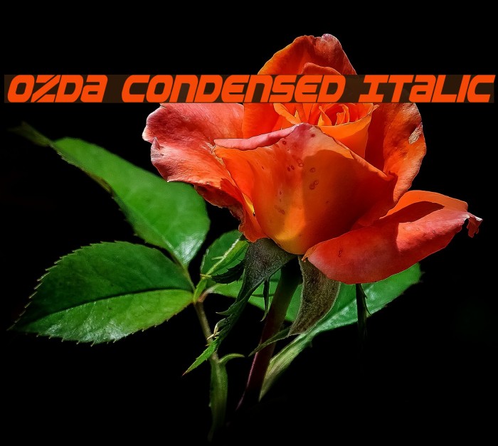 Ozda Condensed Italic Font examples