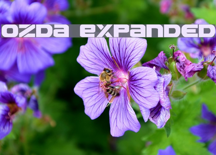 Ozda Expanded Example 3