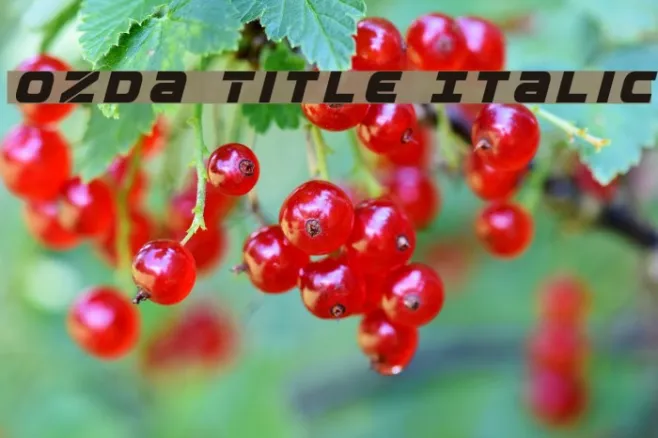 Ozda Title Italic Example 2