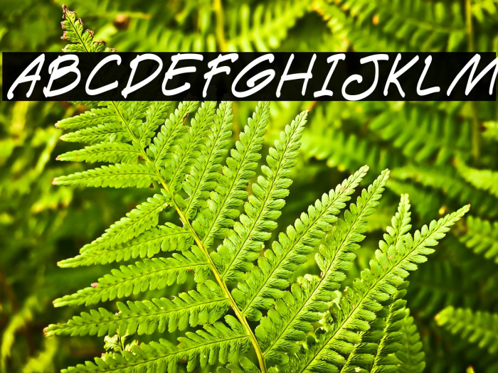 PAETRI خط examples