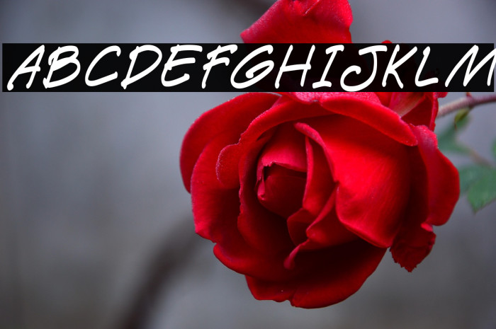 PAETRI خط examples