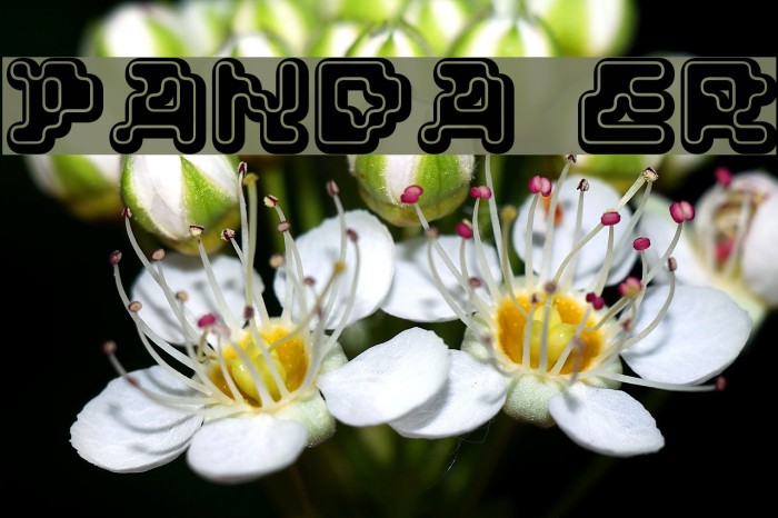 PANDA ERogo Font examples