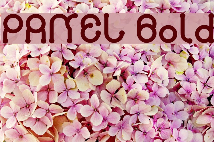 PANEL Bold Example 2