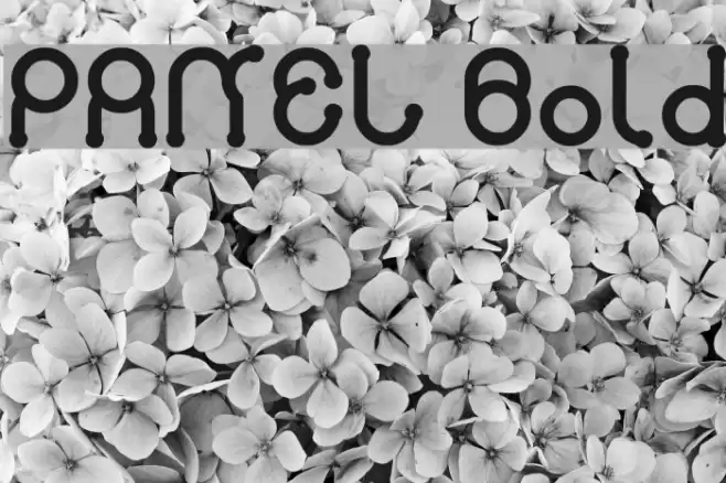 PANEL Bold Font examples