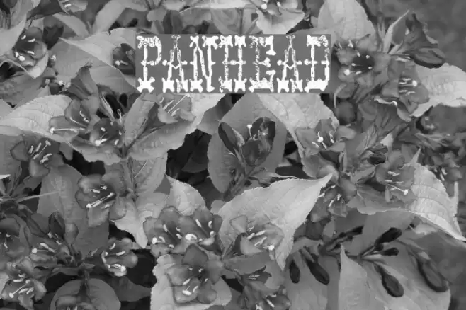 PANHEAD خط examples