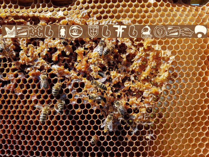 PARODY LOGOSKATE Example 1