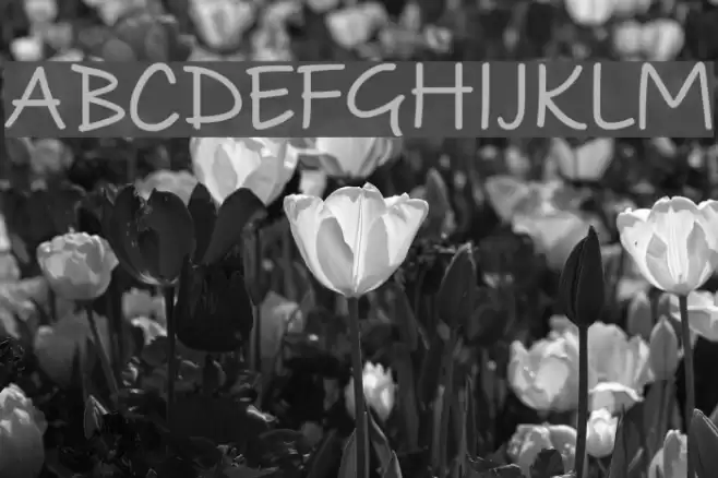 PAROLE Script Bold Demo Font examples