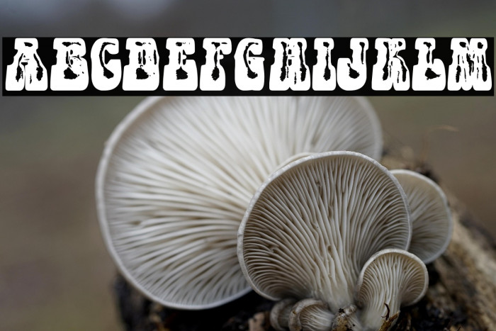 PARTYBOYPERSONALUSE-XBdXCn Example 3