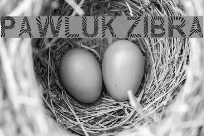 PAWLUK ZIBRA Font examples