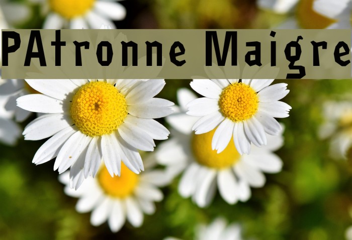 PAtronne Maigre Font examples