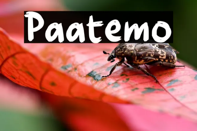 Paatemo Example 2