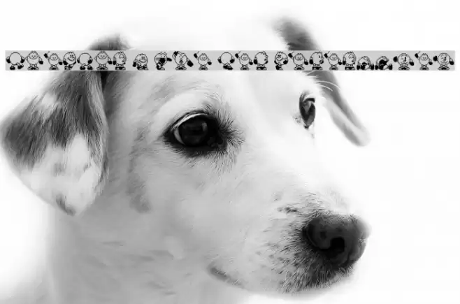 Pac-Man 2 The New Adventures Polices examples