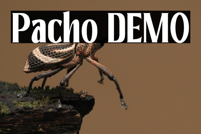 Pacho DEMO Example 2