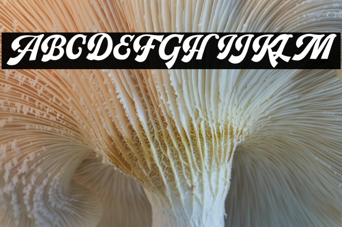 PachomScript-Bold Example 1