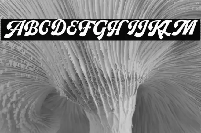 PachomScript-Bold Font examples