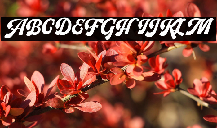 PachomScript-Bold Example 2