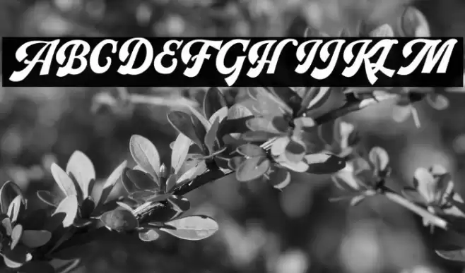 PachomScript-Bold Font examples