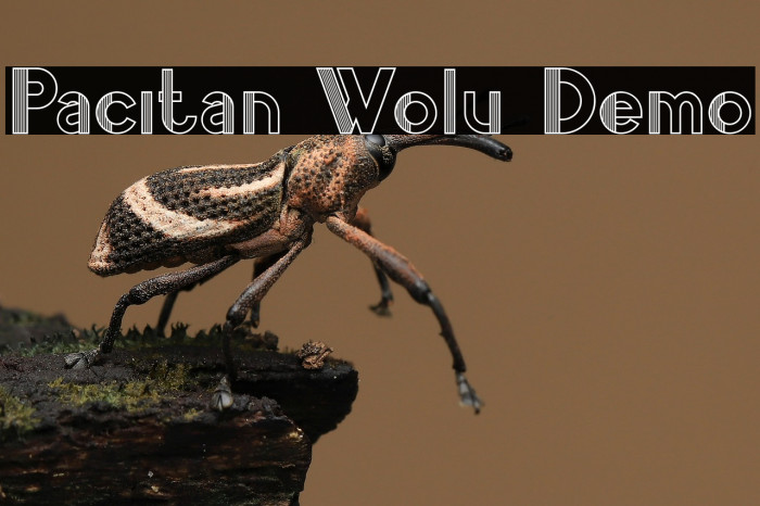 Pacitan Wolu Demo Example 1