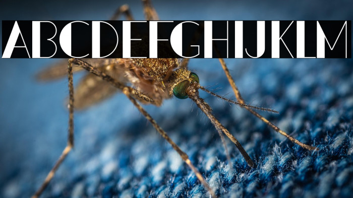 PacitanLoroDemo Example 1