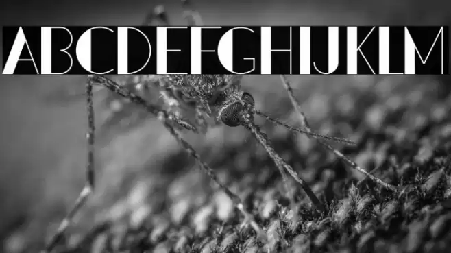 PacitanLoroDemo Font examples