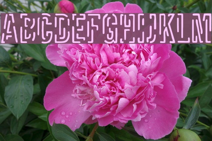 Packet Font examples