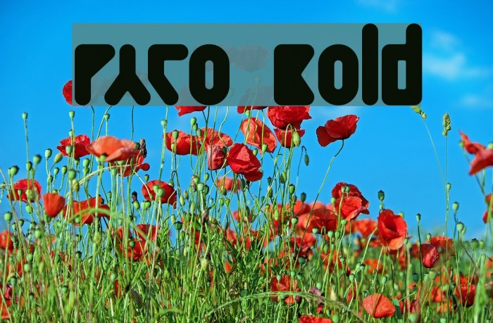 Paco  Bold Example 1