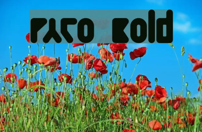Paco  Bold Example 1