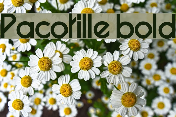 Pacotille bold Шрифта examples